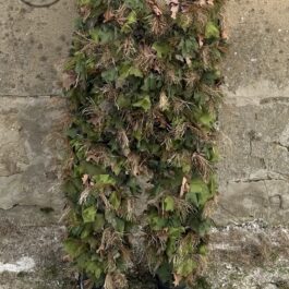 NextGen Half Pants (SF MOD) ATACS FG – Spring/Summer Foliage