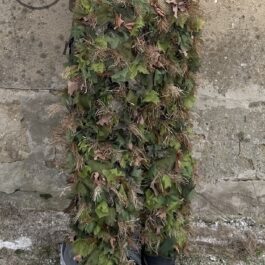 NextGen Half Pants (SF MOD) ATACS FG – Spring/Summer Foliage